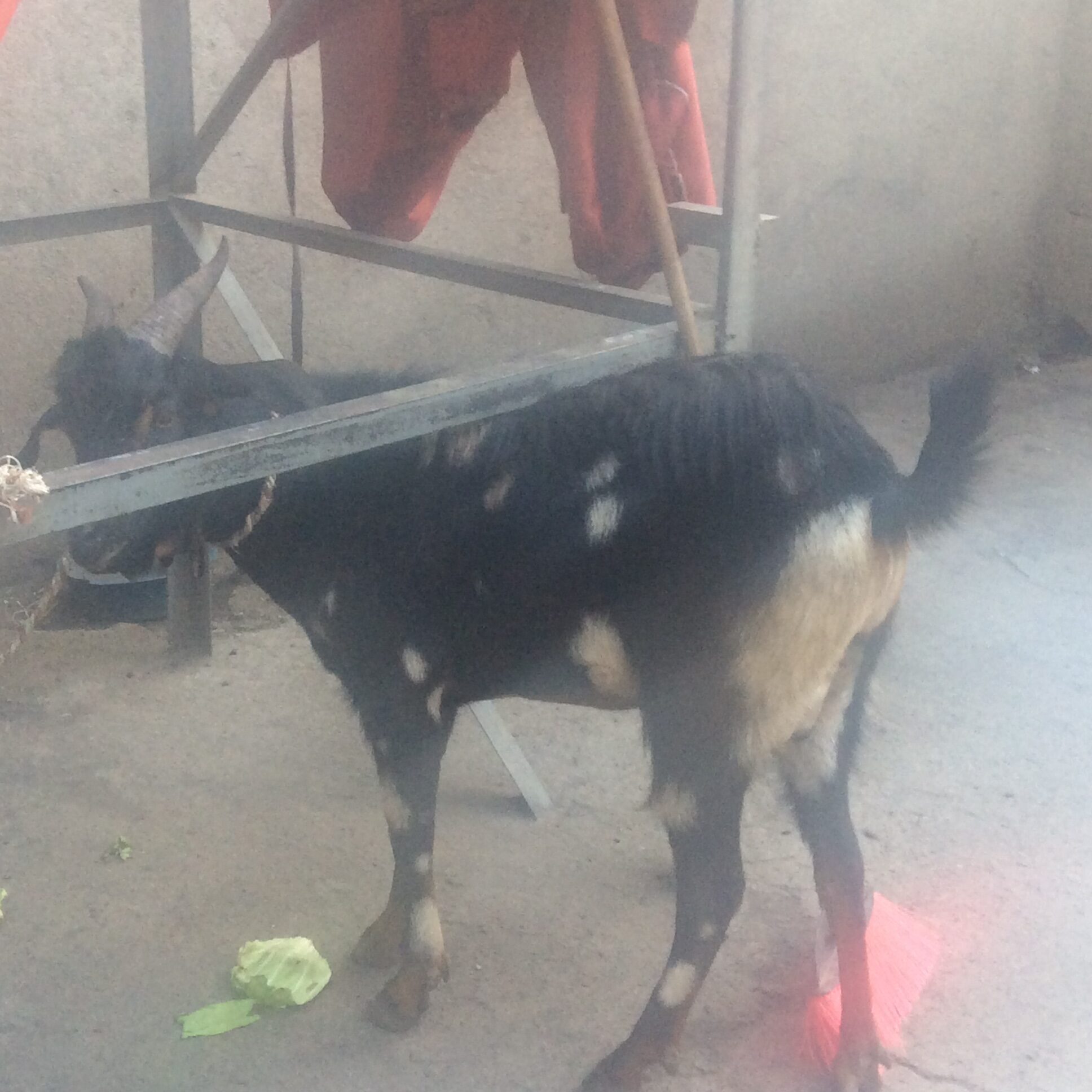 The Sacrificed Goat and Rebuilding the Broken Bridge